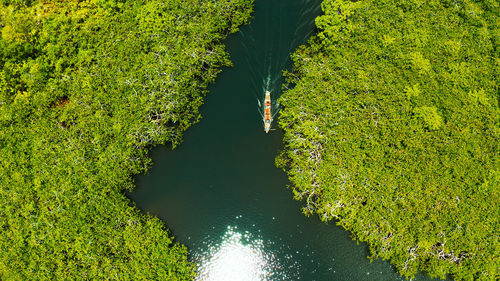 High angle view of river amidst trees