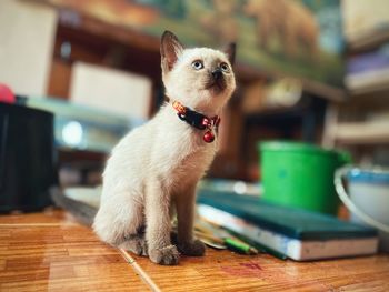 Portrait of a cat sitting on table