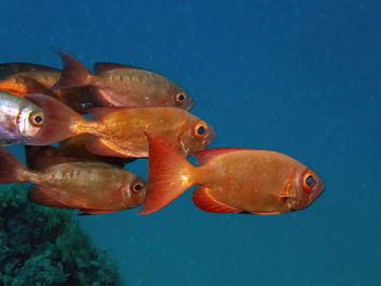 Close-up of fish swimming in sea