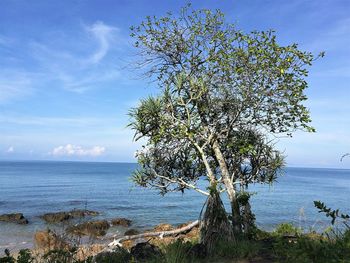 Tree by sea against sky