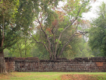 View of trees in the forest