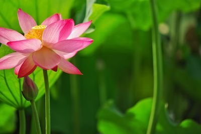 Close-up of pink water lily