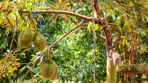 Fruits growing on tree