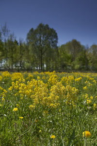 Yellow flowering plants on field