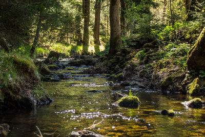 Stream in forest