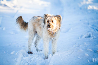 View of dog on snow covered land