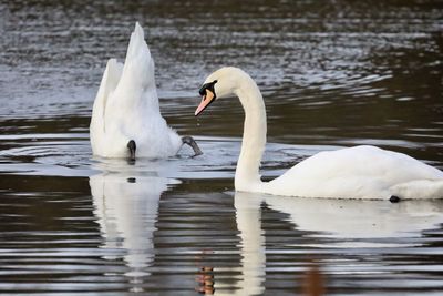 Swans swimming in lake