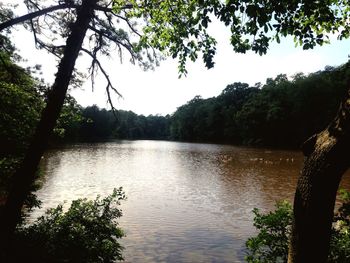 Reflection of trees in river