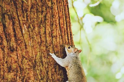 Close-up of squirrel on tree trunk