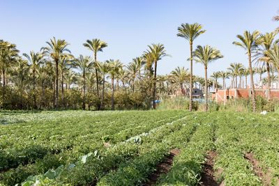 View of palm trees in field