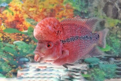 Close-up of fish swimming in water