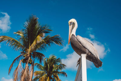 Low angle view of bird perching on tree against clear blue sky