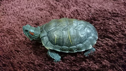 High angle view of turtle on rug