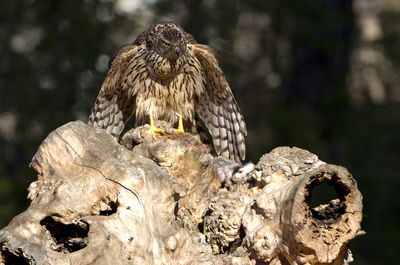 Close-up of owl perching on rock