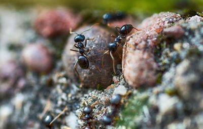 Close-up of ant