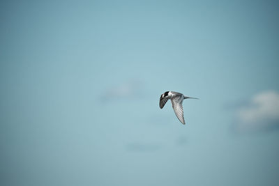 Bird flying in sky