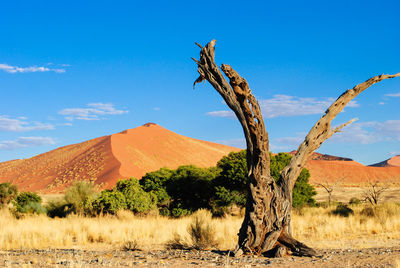 View of tree on desert against blue sky