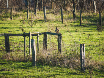 Fence on field by trees in forest