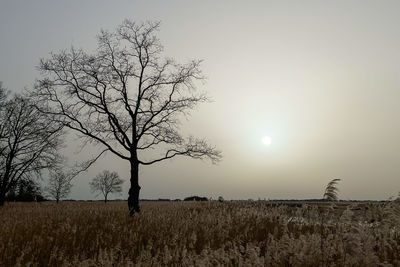 Bare tree on field against sky