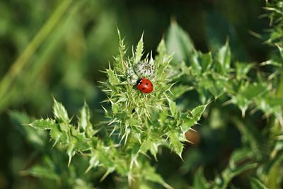 Close-up of ladybug on plant