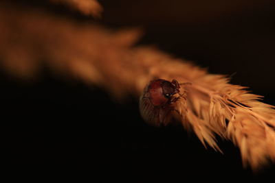 Close-up of spider over black background