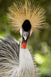 Close-up of bird against blurred background