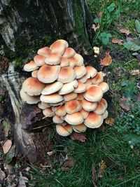 High angle view of mushrooms growing in forest