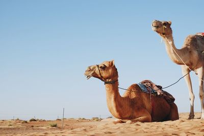 View of desert against clear sky