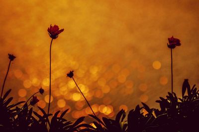 Close-up of poppy flowers against sunset sky