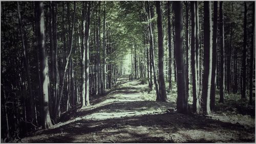 View of bamboo trees in forest