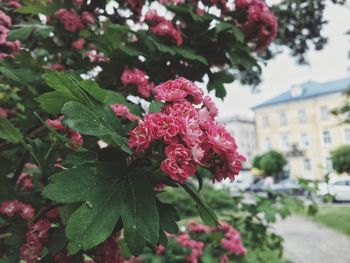 Close-up of pink flowering plant