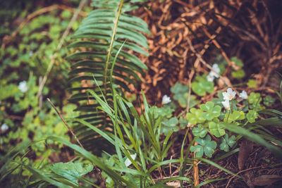 Close-up of fresh green plants in forest