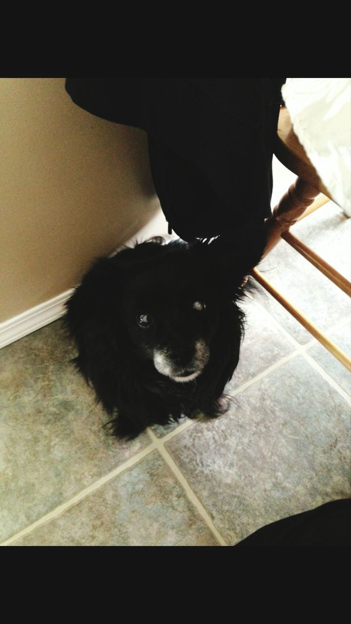 HIGH ANGLE PORTRAIT OF BLACK DOG LYING DOWN