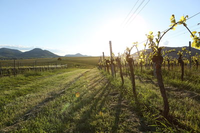 Scenic view of vineyard against sky