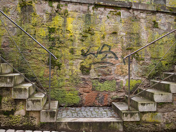 Plants growing by wall of old building