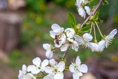 Close-up of bee on white cherry blossom