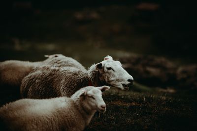 Sheep in a field