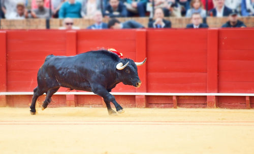 Bull running in bullring