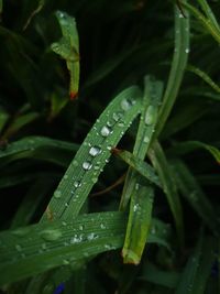 Close-up of wet plant leaves during rainy season