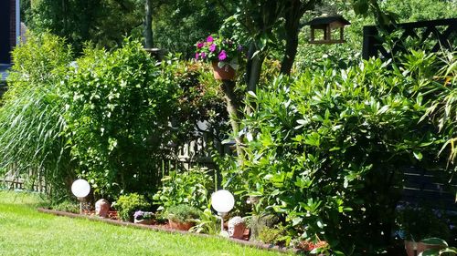 Plants growing in lawn