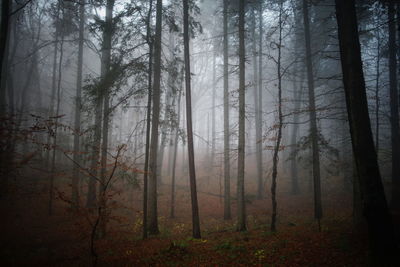 View of bare trees in foggy weather