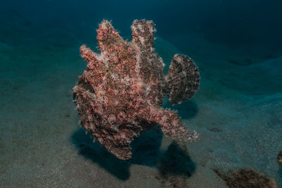 Commerson's frogfish in the red sea colorful and beautiful, eilat israel
