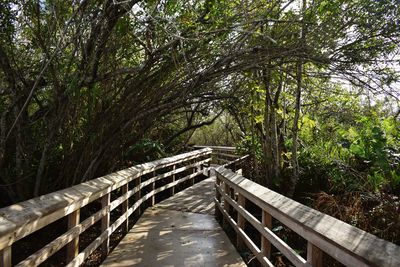 Footbridge amidst trees in forest