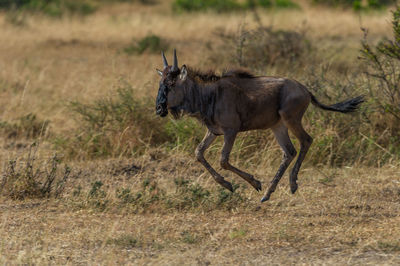 Close-up of wildebeest running on field
