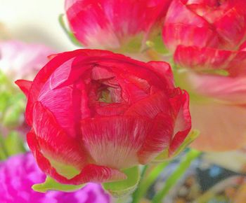 Close-up of pink rose