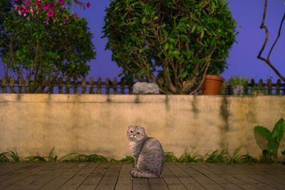 Cat on tree against sky