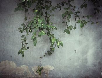 Plants growing in pond