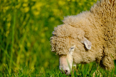 Close-up of sheep on field