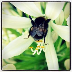 Close-up of bee pollinating flower