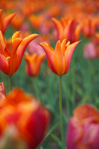 Close-up of red tulip